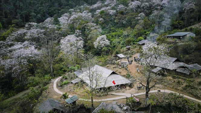 Nam Cum village has about 1,200 ancient ban flowers. VNA Photo: Xuân Tư