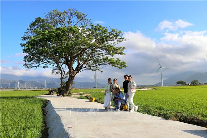Du khách chụp ảnh check-in tại “cây cô đơn” trên cánh đồng điện gió Đầm Nại. Ảnh: Nguyễn Thành – TTXVN