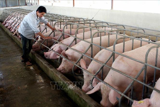 Đời sống người dân vùng Tây Nguyên được cải thiện: Tỷ lệ hộ nghèo giảm mạnh, đời sống vật chất và tinh thần của người dân được nâng cao. Trong ảnh: Trang trại VAC của anh Nguyễn Hoài Nhân ở xã ĐăkLa ,huyện Đăk Hà (Kon Tum) cho thu nhập trên 1 tỷ đồng trong năm 2008. Ảnh: Trần Lê Lâm -TTXVN