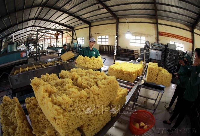 Tây Nguyên trở thành vùng sản xuất nông sản lớn gồm: Cà phê, cao su, chè, hồ tiêu, bông, dược liệu, cây ăn quả, nguyên liệu giấy… với nhiều mặt hàng xuất khẩu chiếm tỉ trọng cao của cả nước. Trong ảnh: Sản phẩm cao su xuất khẩu ở nhà máy của Công ty TNHH MTV Cao su Chư Păh, tỉnh Gia Lai (Tập đoàn Công nghiệp Cao su Việt Nam). Ảnh: Vũ Sinh – TTXVN