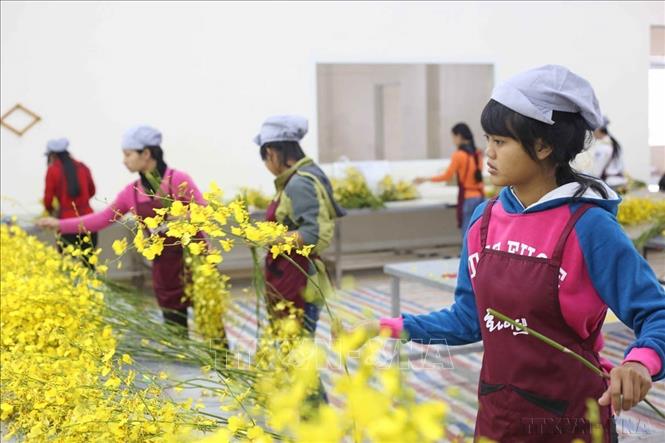 Mục tiêu quy hoạch đến năm 2050, vùng Tây Nguyên là vùng phát triển bền vững, có nền kinh tế xanh, tuần hoàn; hình thành các vùng sản xuất lớn về cây công nghiệp, cây ăn quả, rau hoa và trung tâm năng lượng tái tạo của cả nước. Trong ảnh: Phân loại hoa lan vũ nữ tại nhà xưởng của Công ty TNHH Hoa Mặt Trời (huyện Đức Trọng, Lâm Đồng), khẩu sang Nhật Bản. Ảnh: Nguyễn Dũng - TTXVN