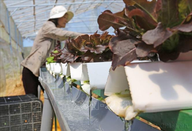 Tây Nguyên sẽ trở thành vùng phát triển bền vững, có nền kinh tế xanh, tuần hoàn, bản sắc. Trong ảnh: Nông trại vườn hoa Bạch Cúc (xã Lát, huyện Lạc Dương, tỉnh Lâm Đồng sản xuất rau sạch thủy canh theo công nghệ châu Âu, cung cấp cho hệ thống các siêu thị lớn tại thị trường TP. Hồ Chí Minh. Ảnh: Nguyễn Dũng - TTXVN
