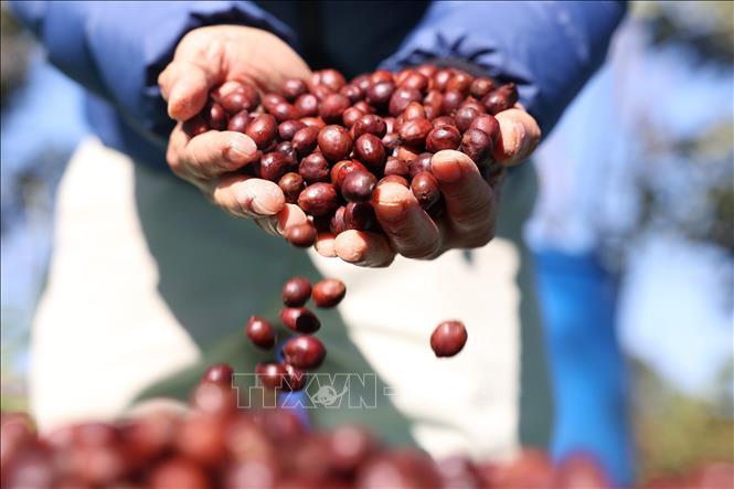 Tỉnh Đắk Lắk có diện tích cà phê lớn nhất cả nước và đang thực hiện lộ trình đưa thành phố Buôn Ma Thuột trở thành điểm đến của cà phê thế giới. Trong ảnh: Cà phê đặc sản của trang trại Aeroco Coffee (Đắk Lắk) đã có mặt ở thị trường các nước châu Âu, Nhật Bản, Hoa Kỳ, Canada, Trung Quốc. Ảnh: Tuấn Anh – TTXVN