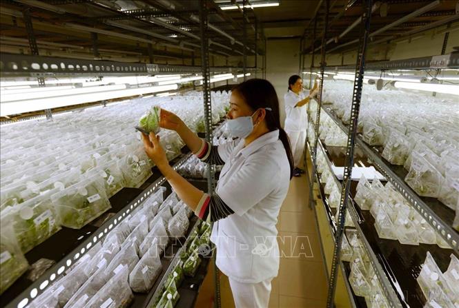 Nằm trong vùng kinh tế trọng điểm phía Nam, tỉnh Lâm Đồng trở thành “điểm sáng” về sản xuất nông nghiệp công nghệ cao của cả nước, là khu vực năng động, có tốc độ tăng trưởng kinh tế cao và là thị trường có nhiều tiềm năng lớn. Trong ảnh: Kiểm tra chất lượng cây giống trong nhà nuôi cấy mô của Công ty TNHH Bonnie Farm ở xã Trạm Hành, thành phố Đà Lạt. Ảnh: Vũ Sinh – TTXVN