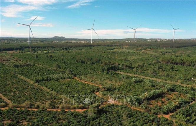  Gia Lai có hơn 100.000ha trồng cà phê (trong đó 46.000ha cà phê được sản xuất theo tiêu chuẩn VietGap, 4C, Organic, UTZ, Rain Forest), sản lượng đạt khoảng 300.000 tấn/năm, giá trị xuất khẩu đạt khoảng 490 triệu USD/năm và chiếm hơn 70% tổng kim ngạch xuất khẩu của tỉnh. Ảnh: Vũ Sinh - TTXVN
