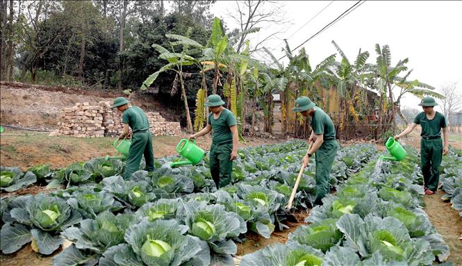 Ngoài thời gian rèn luyện ở thao trường, các tân binh hăng hái tăng gia, sản xuất. Ảnh: Hoàng Hùng – TTXVN