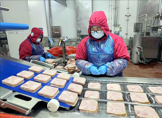 Dây chuyền sản xuất xúc xích của Tập đoàn tư nhân Tân Hy Vọng (Trung Quốc). Ảnh: Công Tuyên - PV TTXVN tại Trung Quốc