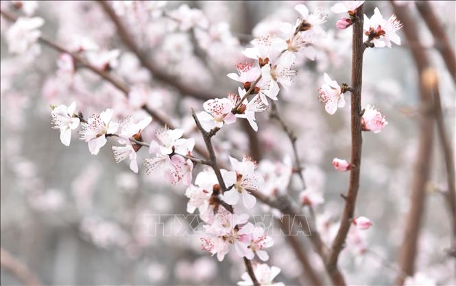 Những cánh Đào khoe sắc. Ảnh: Quang Hưng - Phóng viên TTXVN tại Trung Quốc.