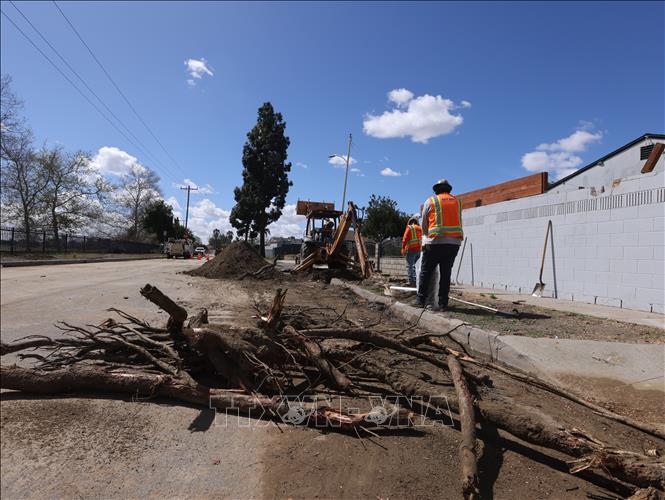 Cành cây gãy đổ do lốc xoáy tại Pico Rivera, Los Angeles, California, Mỹ, ngày 13/3/2025. Ảnh: THX/TTXVN