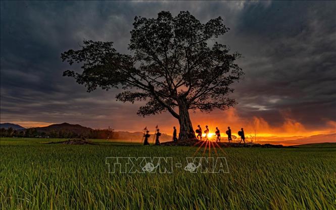 Dưới tán cây cô đơn giữa cánh đồng Tây Nguyên, những bóng người lặng lẽ bước đi trong ánh hoàng hôn rực rỡ, như một bản hòa ca giữa con người và thiên nhiên. Một khoảnh khắc huyền ảo, nơi quá khứ, hiện tại và tương lai giao thoa trong sắc màu của trời đất. Ảnh: Phạm Tuấn Anh - TTXVN