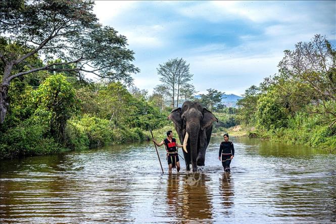 Ở Tây Nguyên, sự gắn kết thiêng liêng giữa con người, voi và đại ngàn đã cùng nhau dệt nên “bản giao hưởng của núi rừng”, vang vọng qua nhiều thế hệ. Ảnh: Phạm Tuấn Anh - TTXVN