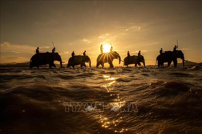 Đàn voi trở về rừng sau một ngày rong ruổi, bóng chúng in trên nền trời hoàng hôn. Ảnh: Phạm Tuấn Anh - TTXVN