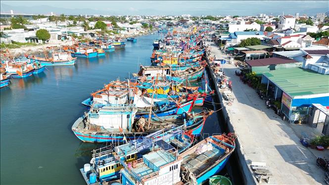 Đội tàu cá của ngư dân tỉnh Ninh Thuận neo đậu tại cảng cá Đông Hải, thành phố Phan Rang – Tháp Chàm. Ảnh: Nguyễn Thành – TTXVN