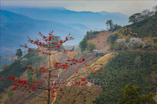 Fiery red petals of cotton flowers light up the misty landscape of Pha Din Pass. VNA Photo: Xuân Tư