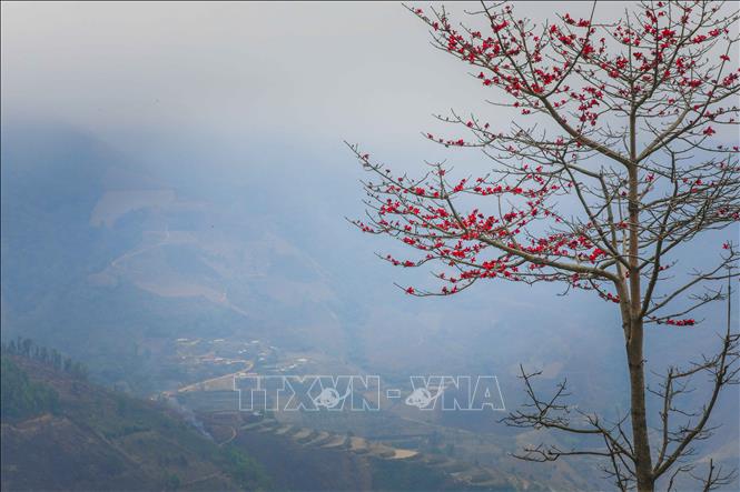 A tall cotton tree in full bloom with fiery red petals. VNA Photo: Xuân Tư