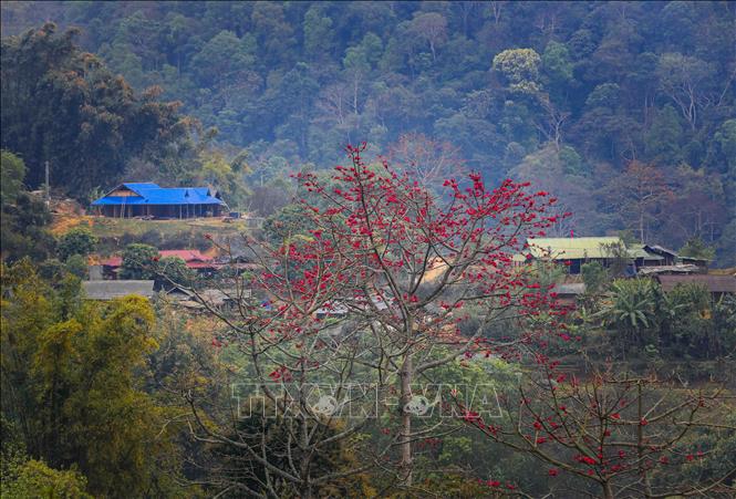 Fiery red petals of cotton flowers light up the misty landscape of Pha Din Pass. VNA Photo: Xuân Tư