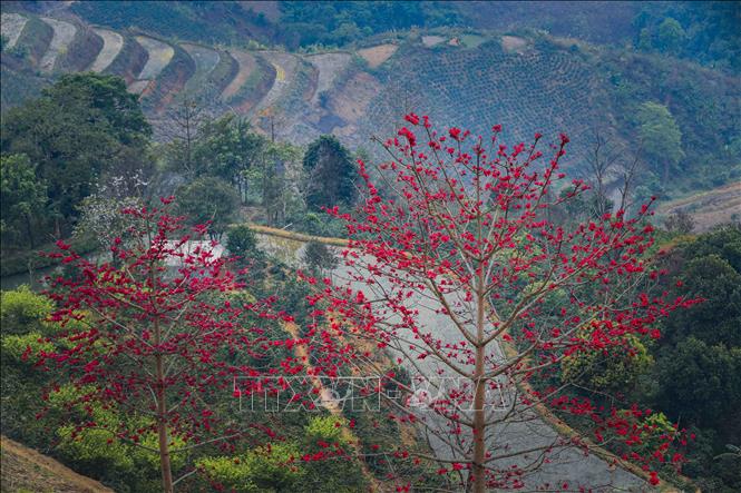 Fiery red petals of cotton flowers light up the misty landscape of Pha Din Pass. VNA Photo: Xuân Tư