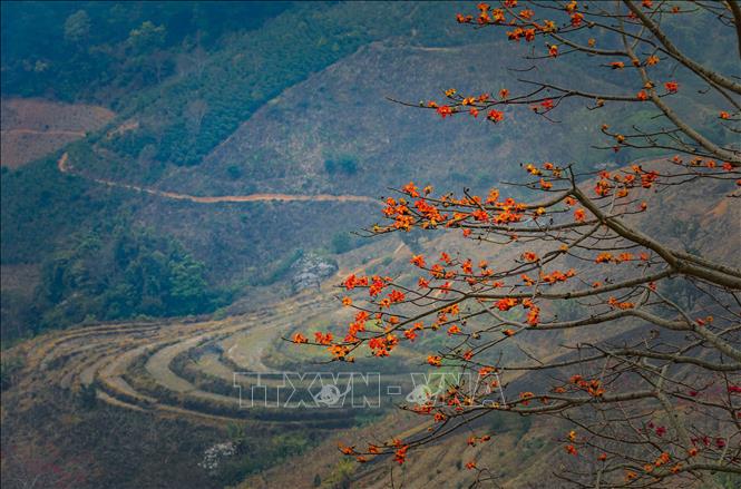 Some of the cotton trees in Pha Din Pass also have blooming flowers in fiery orange shade, resembling flickering fire. VNA Photo: Xuân Tư