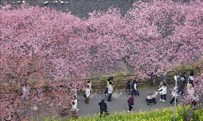 Hoa nở rộ trên phố ở Shizuoka, Nhật Bản ngày 2/3/2025. Ảnh: Kyodo/TTXVN