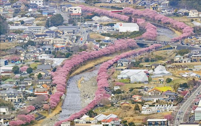 Hoa nở rộ tại Shizuoka, Nhật Bản ngày 2/3/2025. Ảnh: Kyodo/TTXVN