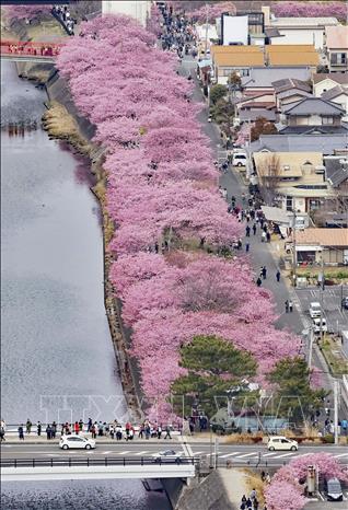 Hoa nở rộ tại Shizuoka, Nhật Bản ngày 2/3/2025. Ảnh: Kyodo/TTXVN