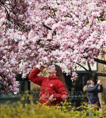Mỗi độ xuân về, ở khắp mọi nơi trên thế giới, trăm hoa nở rộ khoe sắc như một lời chào đầy mời gọi đến từ thiên nhiên. Mỗi loài hoa mang một vẻ đẹp riêng, tỏa sáng rực rỡ tô điểm thêm cho bức tranh đầu xuân thêm sắc màu. Ảnh: Hoa mộc lan nở rộ tại Milan, Italy. THX/TTXVN