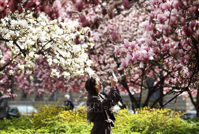 Mỗi độ xuân về, ở khắp mọi nơi trên thế giới, trăm hoa nở rộ khoe sắc như một lời chào đầy mời gọi đến từ thiên nhiên. Mỗi loài hoa mang một vẻ đẹp riêng, tỏa sáng rực rỡ tô điểm thêm cho bức tranh đầu xuân thêm sắc màu. Ảnh: Hoa mộc lan nở rộ tại Milan, Italy. THX/TTXVN