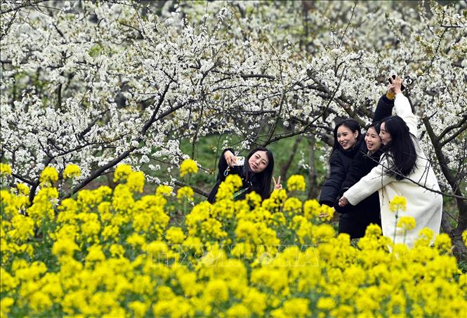 Mỗi độ xuân về, ở khắp mọi nơi trên thế giới, trăm hoa nở rộ khoe sắc như một lời chào đầy mời gọi đến từ thiên nhiên. Mỗi loài hoa mang một vẻ đẹp riêng, tỏa sáng rực rỡ tô điểm thêm cho bức tranh đầu xuân thêm sắc màu. Ảnh: Người dân chụp ảnh cùng hoa tại Tứ Xuyên, Trung Quốc. THX/TTXVN