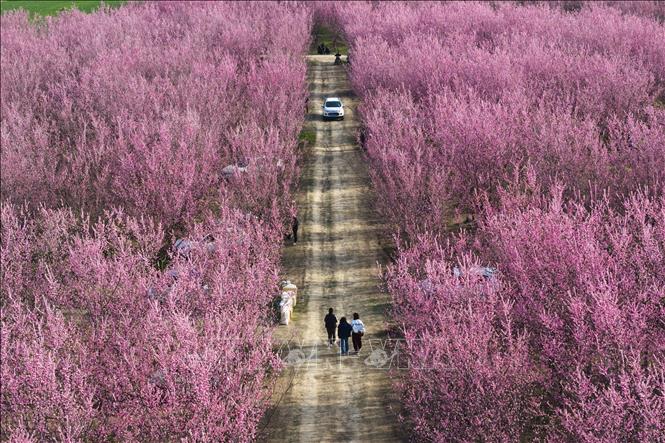 Mỗi độ xuân về, ở khắp mọi nơi trên thế giới, trăm hoa nở rộ khoe sắc như một lời chào đầy mời gọi đến từ thiên nhiên. Mỗi loài hoa mang một vẻ đẹp riêng, tỏa sáng rực rỡ tô điểm thêm cho bức tranh đầu xuân thêm sắc màu. Ảnh: Hoa mận nở rộ tại Thiểm Tây, Trung Quốc. THX/TTXVN