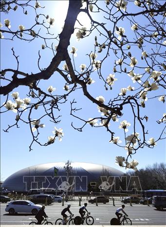Mỗi độ xuân về, ở khắp mọi nơi trên thế giới, trăm hoa nở rộ khoe sắc như một lời chào đầy mời gọi đến từ thiên nhiên. Mỗi loài hoa mang một vẻ đẹp riêng, tỏa sáng rực rỡ tô điểm thêm cho bức tranh đầu xuân thêm sắc màu. Ảnh: Hoa mộc lan nở rộ tại Bắc Kinh, Trung Quốc. THX/TTXVN