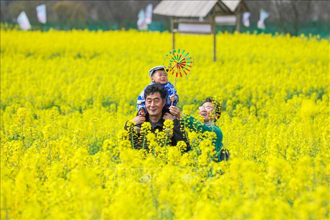 Mỗi độ xuân về, ở khắp mọi nơi trên thế giới, trăm hoa nở rộ khoe sắc như một lời chào đầy mời gọi đến từ thiên nhiên. Mỗi loài hoa mang một vẻ đẹp riêng, tỏa sáng rực rỡ tô điểm thêm cho bức tranh đầu xuân thêm sắc màu. Ảnh: Cánh đồng hoa cải rực rỡ tại Hồ Nam, Trung Quốc. THX/TTXVN