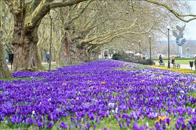 Mỗi độ xuân về, ở khắp mọi nơi trên thế giới, trăm hoa nở rộ khoe sắc như một lời chào đầy mời gọi đến từ thiên nhiên. Mỗi loài hoa mang một vẻ đẹp riêng, tỏa sáng rực rỡ tô điểm thêm cho bức tranh đầu xuân thêm sắc màu. Ảnh: Hoa tulip nở rộ tại Szczecin, Ba Lan. PAP/TTXVN