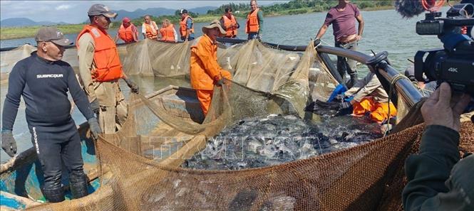 Harvesting tilapia grown in cages on La Juventud reservoir. VNA/Photo by courtesy