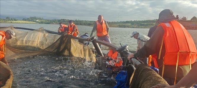 Harvesting tilapia grown in cages on La Juventud reservoir. VNA/Photo by courtesy