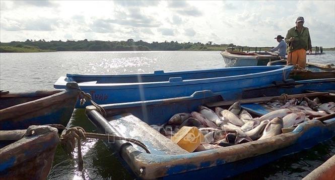 Harvesting tilapia grown in cages on La Juventud reservoir. VNA/Photo by courtesy