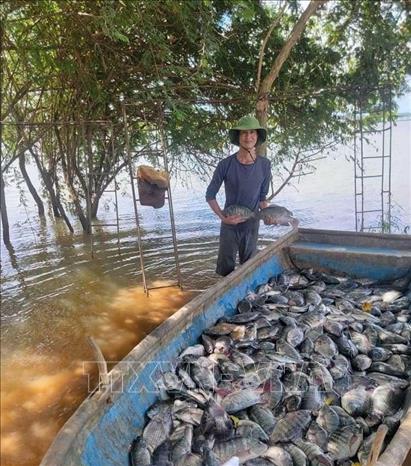 Harvesting tilapia grown in cages on La Juventud reservoir. VNA/Photo by courtesy