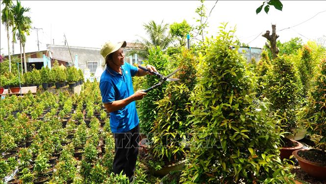 Trồng cây kiểng ở xã Bình Thạnh (Cao Lãnh, Đồng Tháp) mang lại hiệu quả kinh tế cao. Ảnh: Nhựt An - TTXVN