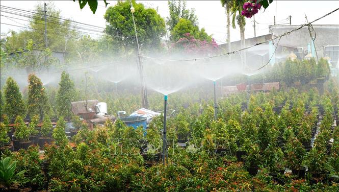Nông dân huyện Cao Lãnh (Đồng Tháp) ứng dụng tiến bộ khoa học kỹ thuật vào trồng cây kiểng. Ảnh: Nhựt An - TTXVN