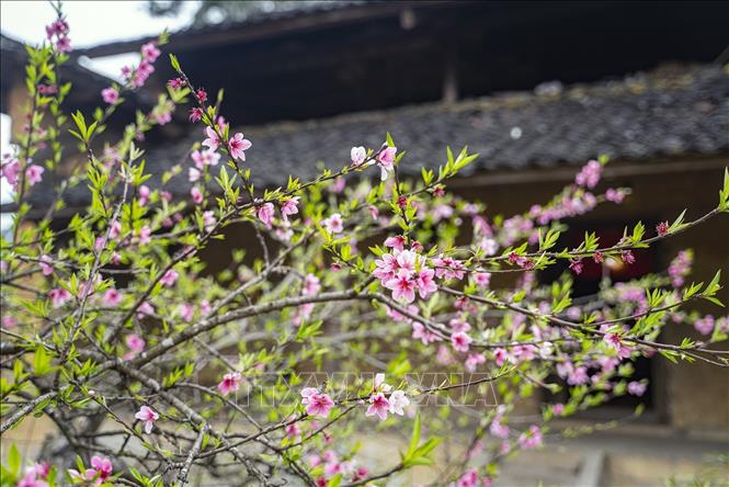 Mùa Xuân bên ngôi nhà trình tường tại thôn Lao Xa, xã Sủng Là, huyện Đồng Văn, Hà Giang. Ảnh: Khánh Hoà - TTXVN 