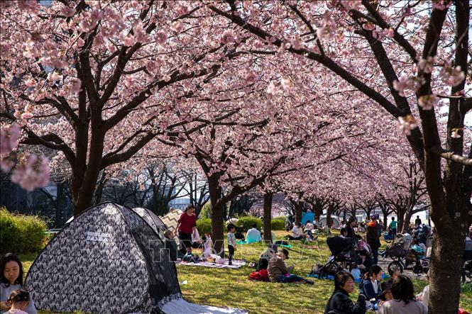 Người dân Tokyo thưởng thức vẻ đẹp của hoa anh đào dưới tiết trời ấm áp. Ảnh: Xuân Giao – PV TTXVN tại Nhật Bản