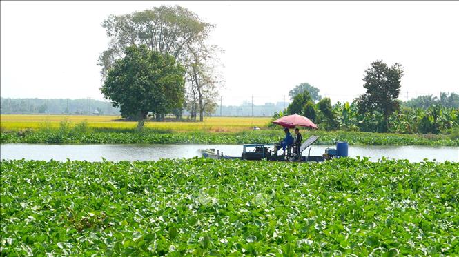 Tàu xử lý lục bình tăng cường xử lý tại các điểm lục bình thường xuyên ùn ứ cục bộ nhằm bảo đảm cho các phương tiện đường thủy lưu thông thuận lợi. Ảnh: Minh Phú – TTXVN