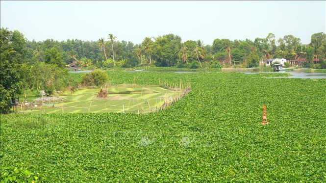 Người dân lấn chiếm mặt sông, cắm cọc giữ lục bình để nuôi cá gây cản trở dòng chảy, dẫn đến tình trạng lục bình ùn ứ cục bộ trên sông Vàm Cỏ Đông. Ảnh: Minh Phú – TTXVN