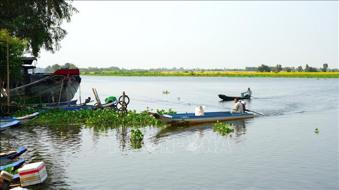 Bến tàu Đình Trường Tây (xã Trường Tây, thị xã Hoà Thành) điểm lục bình thường xuyên ùn ứ, được tăng cường hoạt động trục vớt lục bình nên mặt sông thông thoáng, người dân di chuyển trên sông thuận lợi. Ảnh: Minh Phú – TTXVN