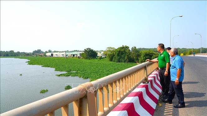 Kiểm tra công tác xử lý lục bình tại Cầu Gò Chai (xã Thanh  Điền, huyện Châu Thành) nơi lục bình thường xuyên ùn ứ do người dân cắm cọc giữ lục bình để nuôi cá. Ảnh: Minh Phú – TTXVN