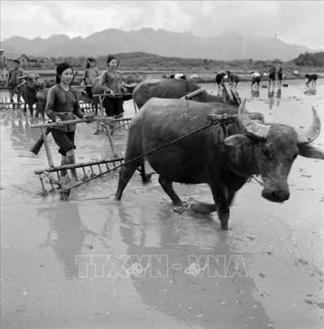 Trong phong trào 3 đảm nhiệm, chị em phụ nữ HTX Hòa Bình (Đại Từ, Bắc Thái) không chỉ đảm nhiệm phần việc cày bừa của nam giới mà còn luyện tập quân sự để sẵn sàng chiến đấu, bảo vệ sản xuất (1965). Ảnh: Văn Bảng - TTXVN