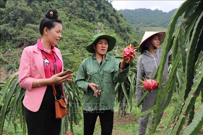 Với mô hình “Dân vận khéo” trồng cây ăn quả trên đất dốc, chị Lò Thị Dưng, dân tộc Thái (Thuận Châu, Sơn La) đã mang về tổng thu nhập hơn 600 triệu đồng/năm, tạo việc làm cho nhiều hội viên phụ nữ tại địa phương. Ảnh: Diệp Anh - TTXVN