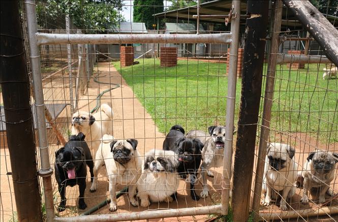Trung tâm cứu hộ chó pug Nam Phi nằm ở thị trấn Benoni, cách thành phố Johannesburg (Nam Phi) 26km về phía Tây, đã tiếp nhận hơn 2.500 chú chó pug kể từ khi mở cửa vào năm 2008. Ảnh: Hồng Minh - PV TTXVN tại Nam Phi