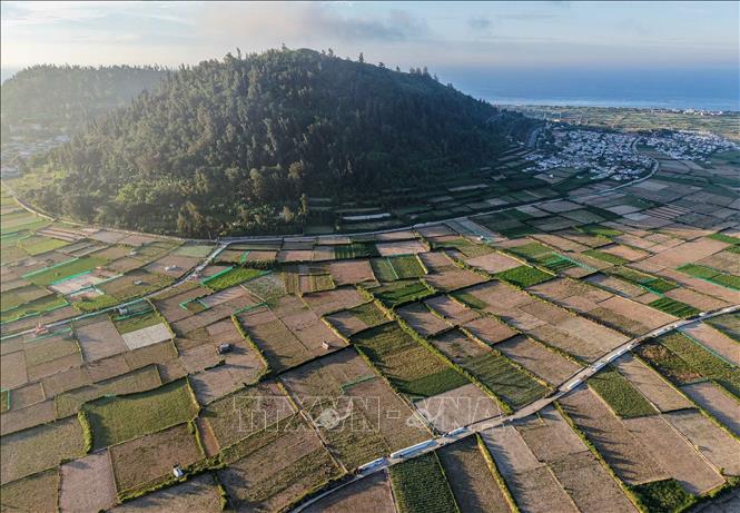 Năm nay, toàn huyện Lý Sơn trồng khoảng 320 ha hành tỏi. Ảnh: Hoàng Hiếu - TTXVN
