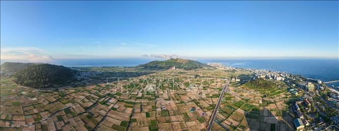 Người dân trên đảo Lý Sơn thoát nghèo nhờ trồng tỏi. Ảnh: Hoàng Hiếu - TTXVN