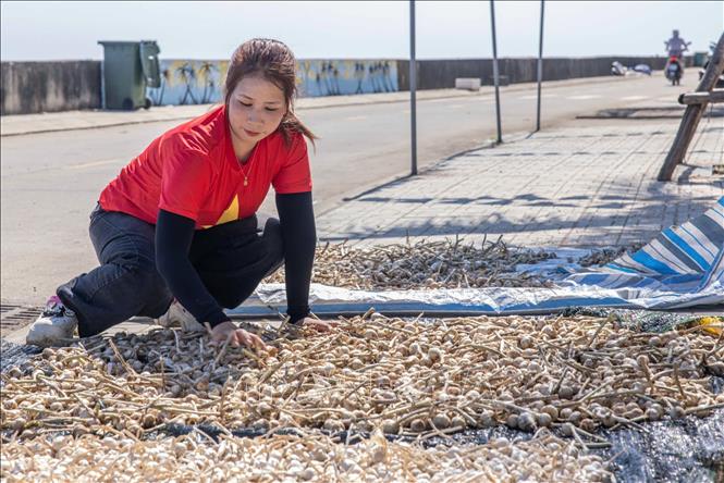Một phần tỏi sau khi thu hoạch sẽ được đem đi phơi, chờ giá lên bán cho lợi nhuận cao. Ảnh: Hoàng Hiếu - TTXVN